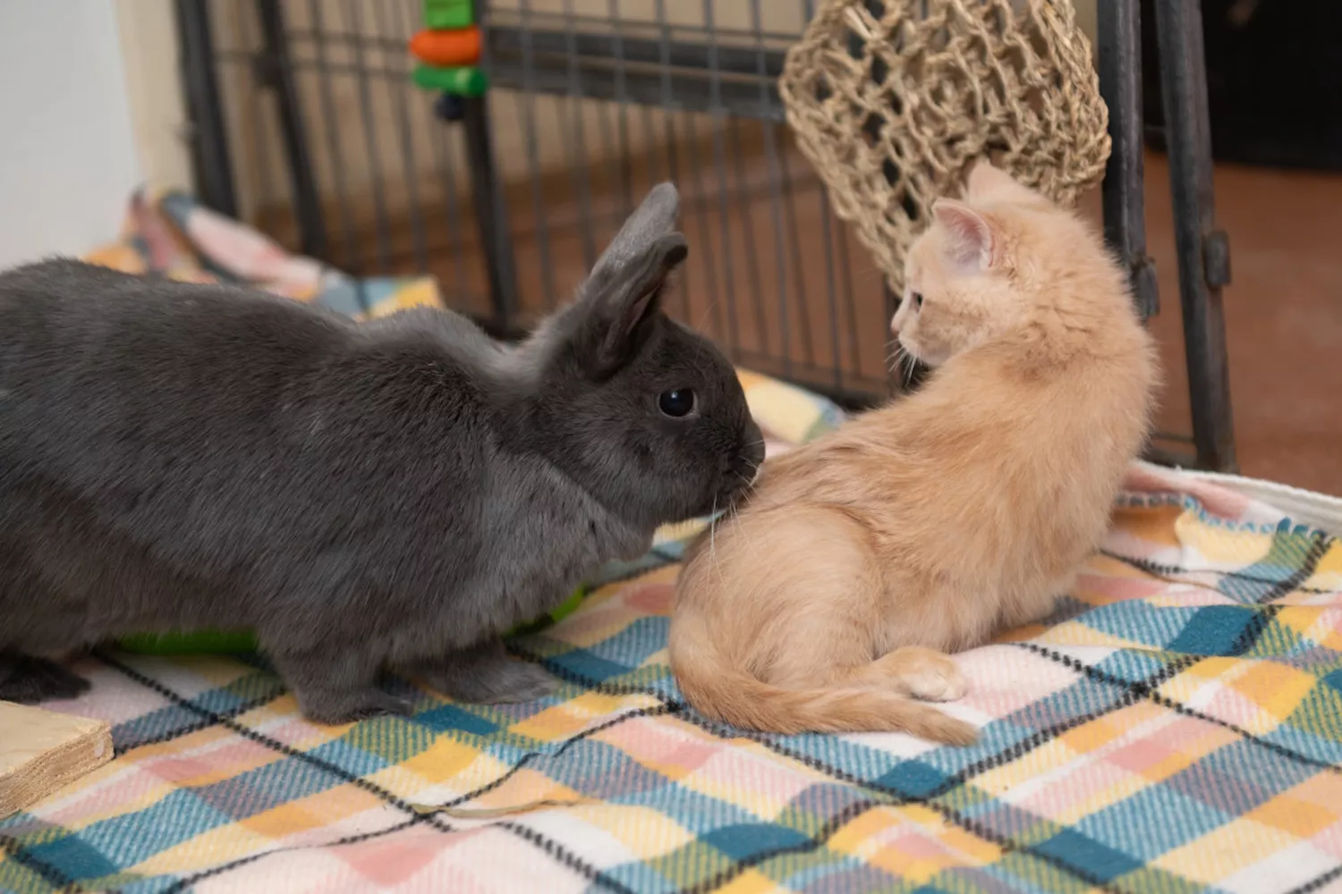 an orange kitten looks back at a gray bunny standing behind him