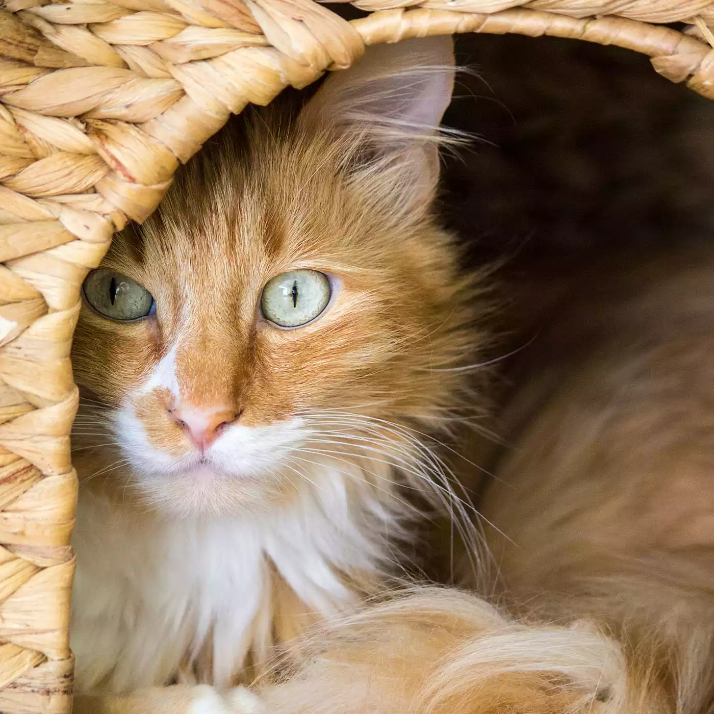 orange turkish angora cat