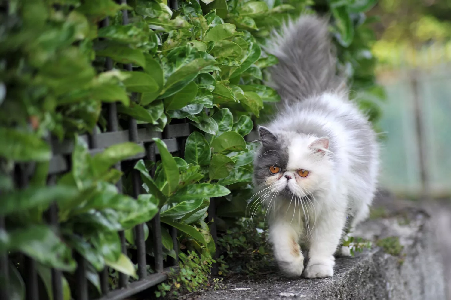 cat walking garden wall