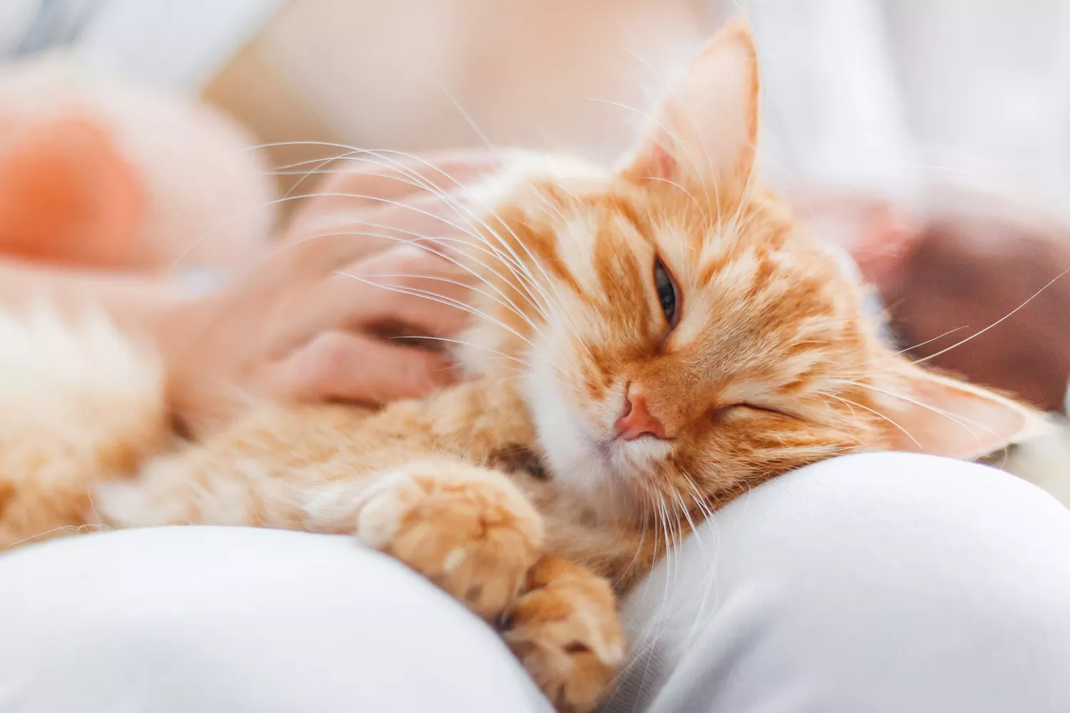 person petting tabby cat