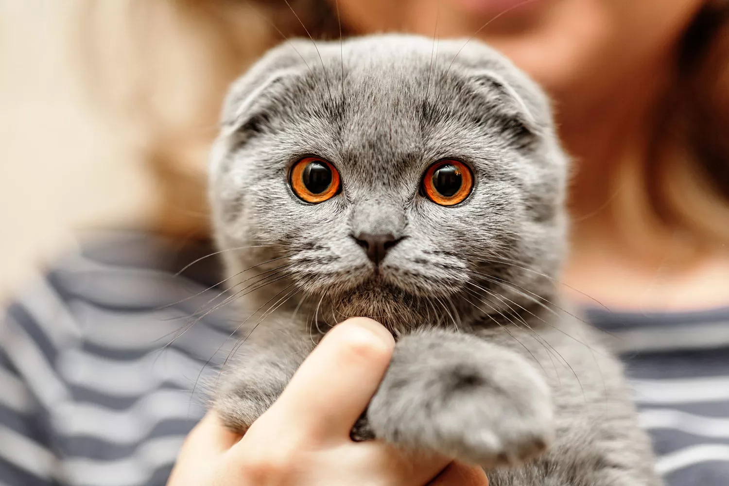 gray scottish fold cat being held