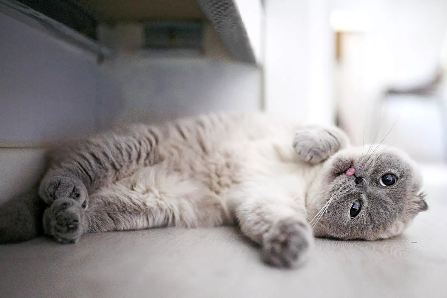 cute scottish fold kitten lying on the floor with her tongue out