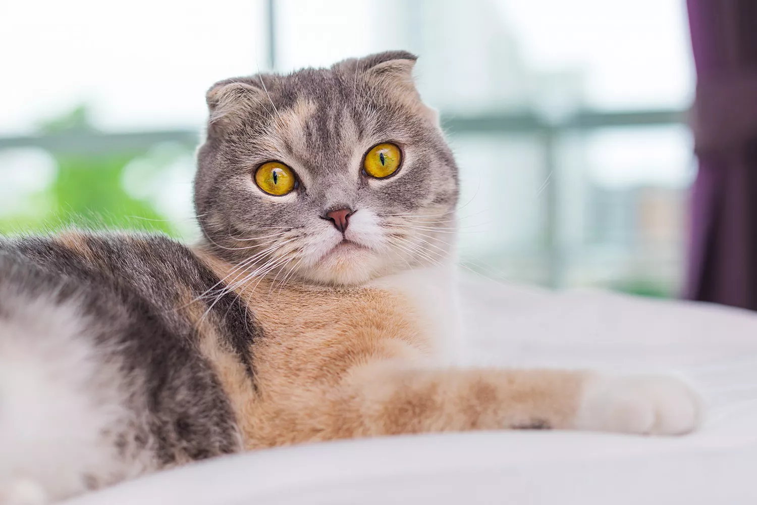 grey white and orange scottish fold looking at the camera sitting next to a window