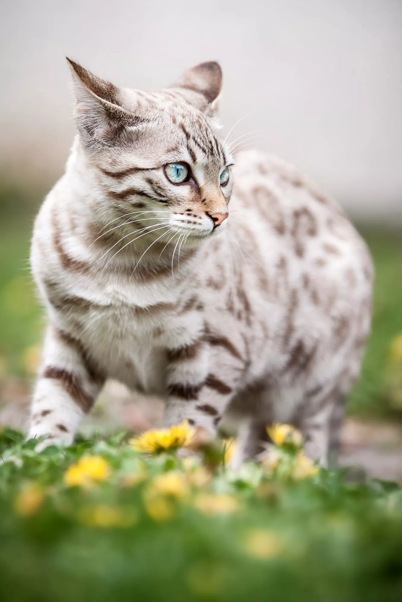 snow lynx bengal cat in grass