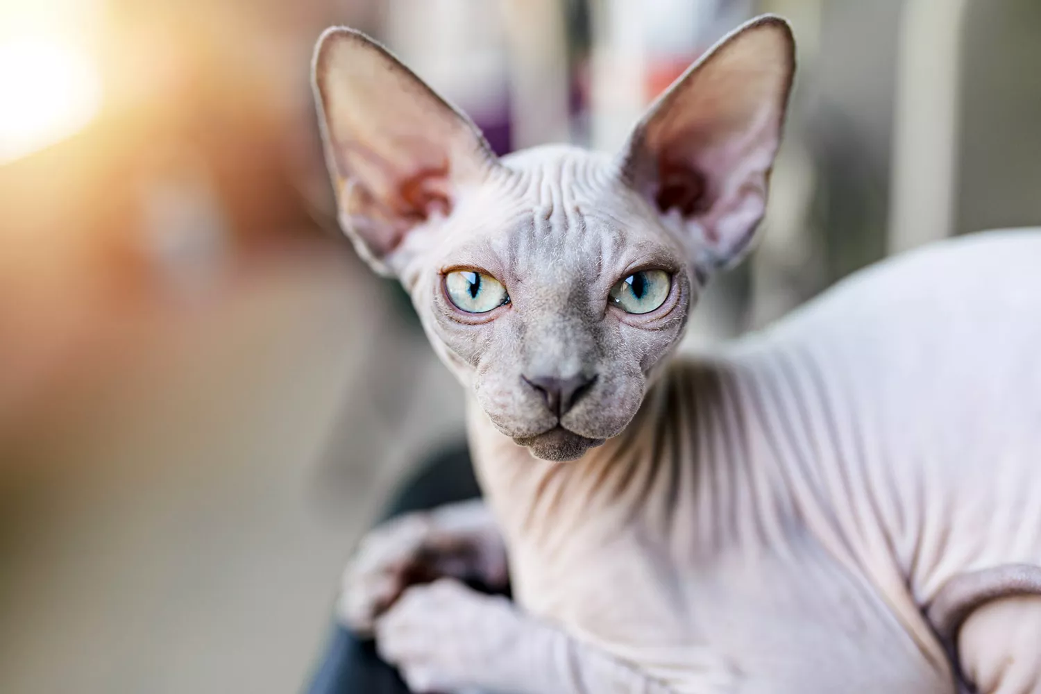 gray sphynx cat sitting by window