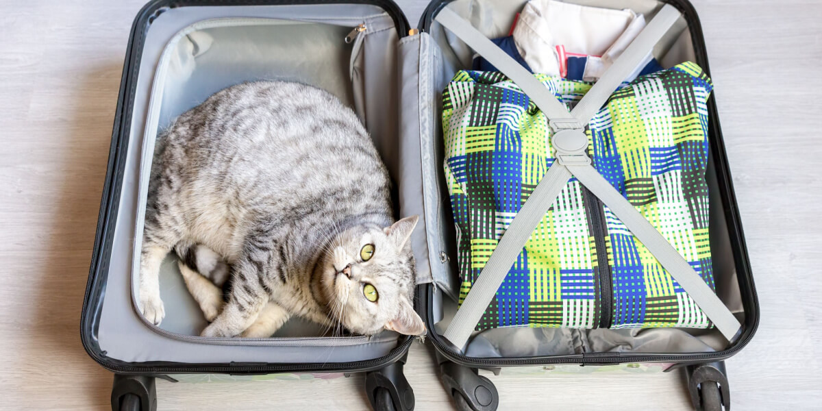 The Complete Guide To Flying With Your Cat - Cats.com