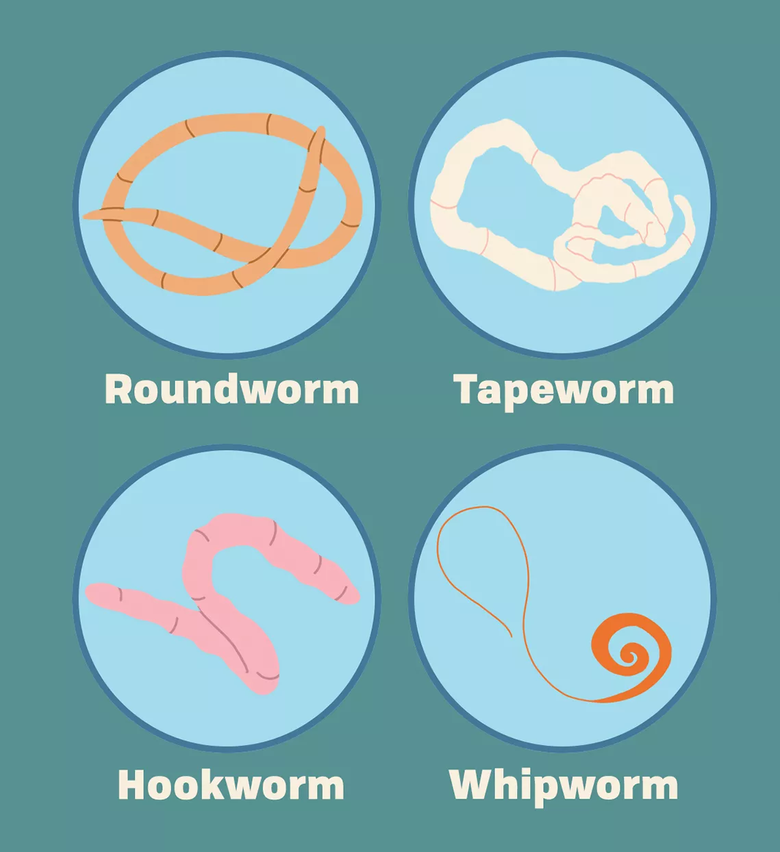 Illustration of Roundworm, Tapeworm, Hookworm, and Whipworm