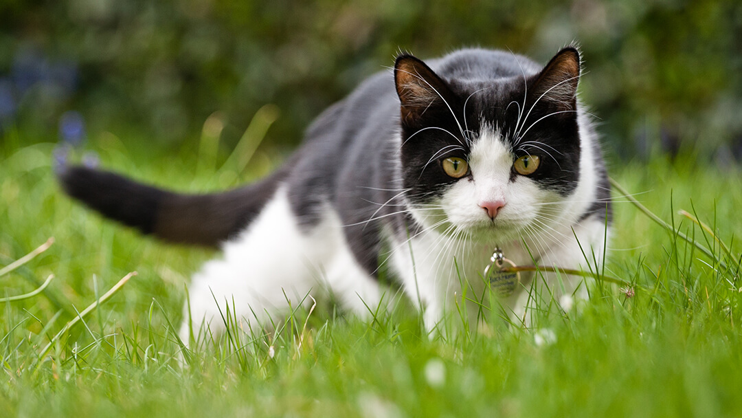 Understanding Cat Body Language & Behaviour | Purina