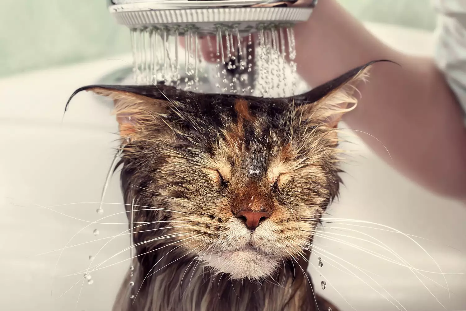 cat getting a bath to reduce allergens