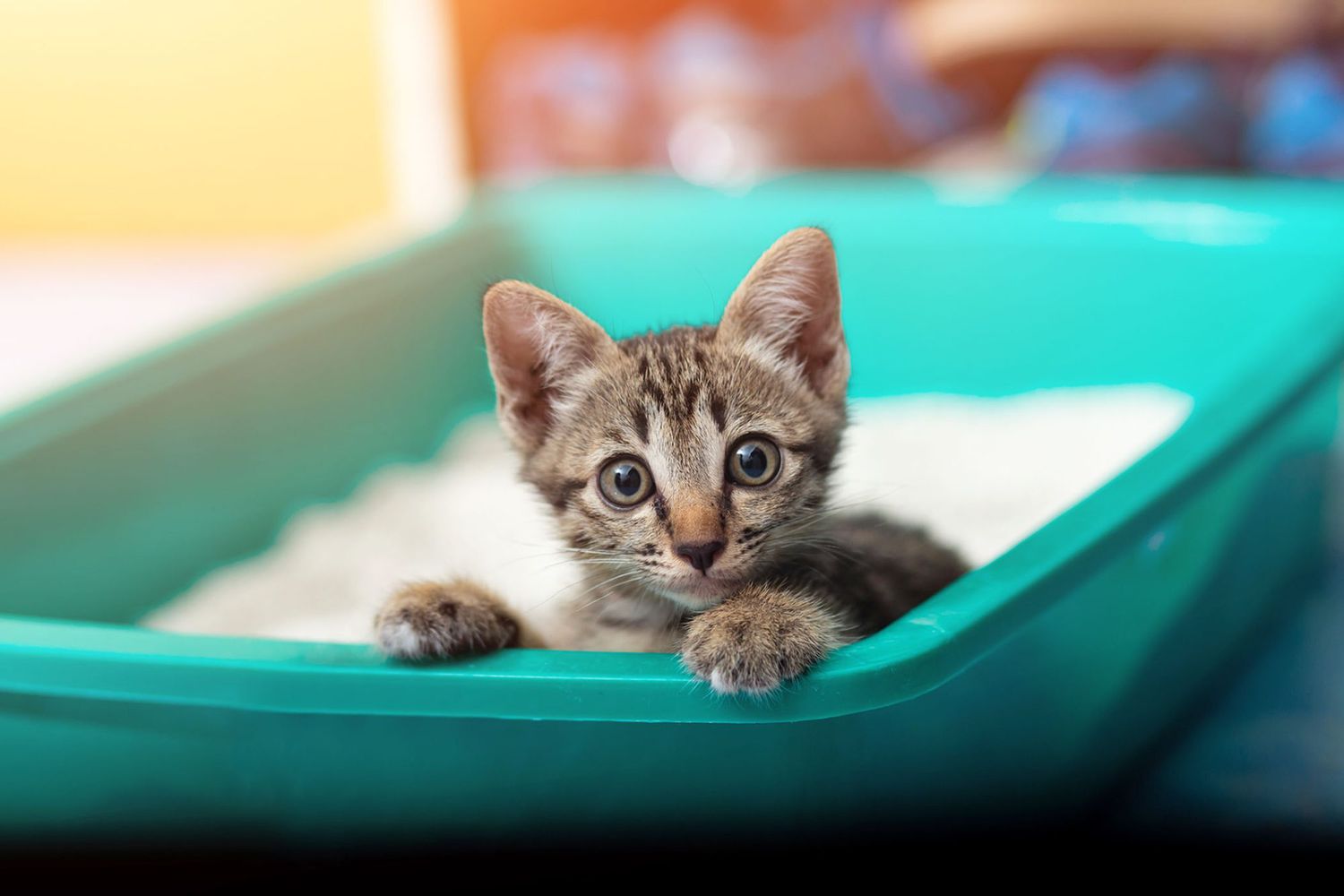 Where to Put Your Cat's Litter Box