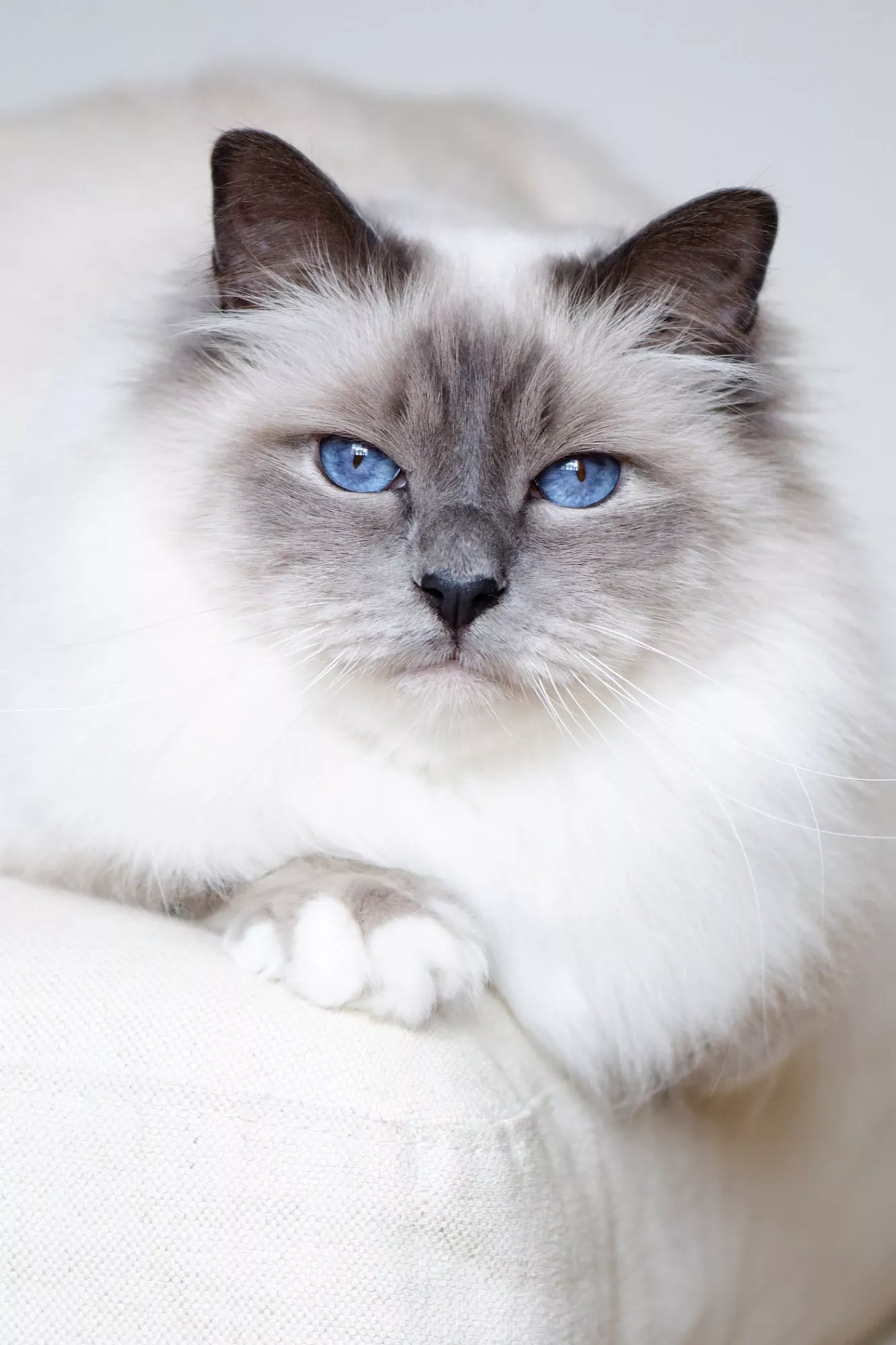 white birman cat with grey colorpoint and blue eyes