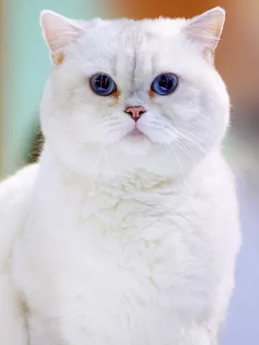 white british shorthair cat with blue eyes