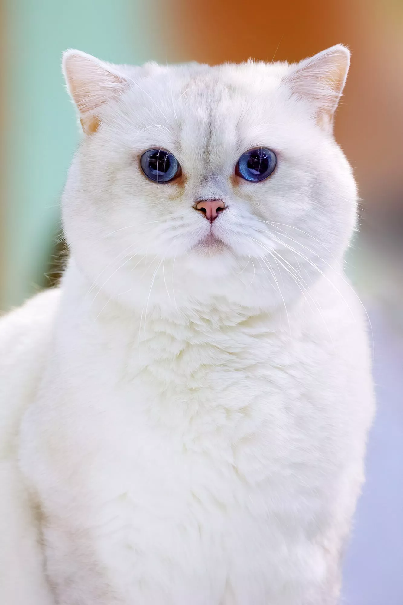 white british shorthair cat with blue eyes