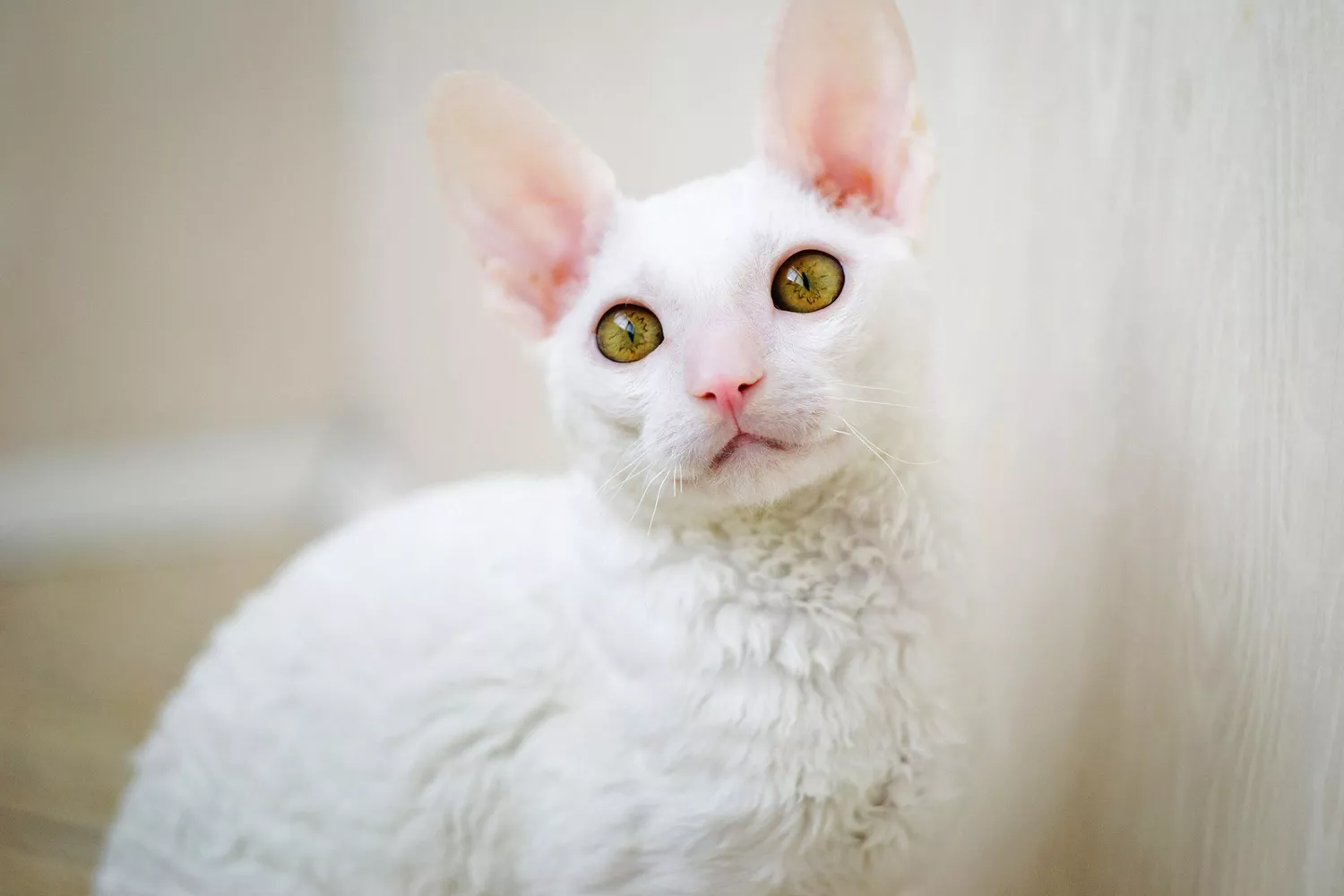 white cornish rex cat with golden eyes