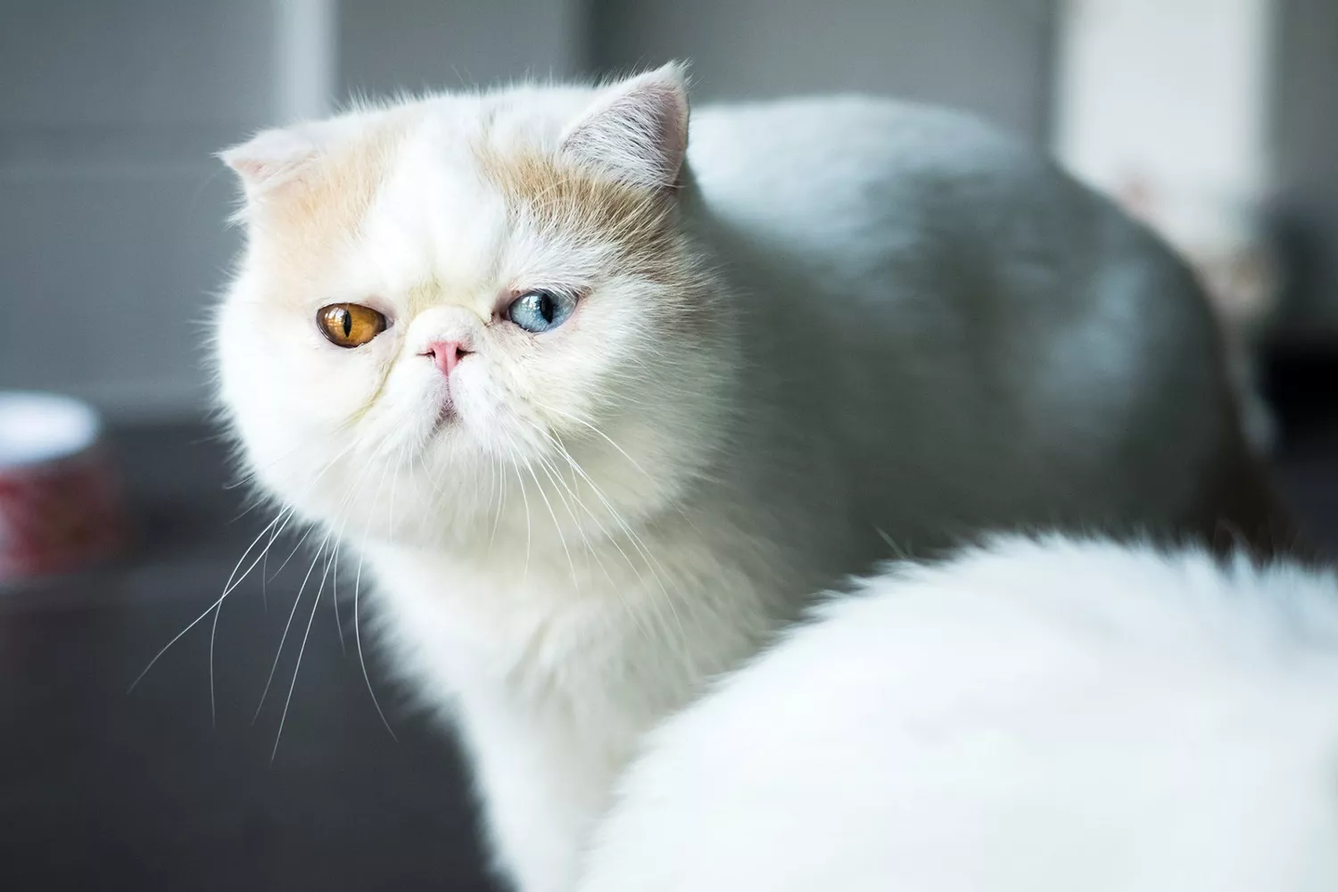 white exotic shorthair cat with different color eyes