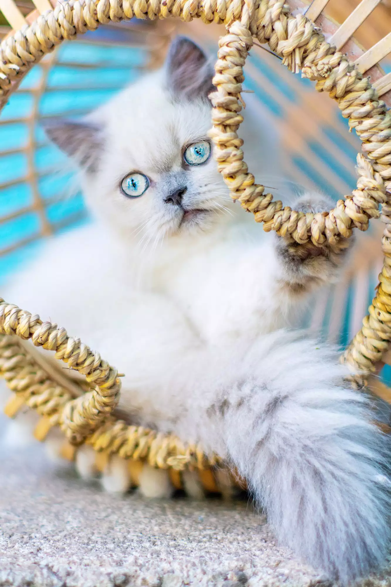 white himalayan kitten with blue eyes in basket