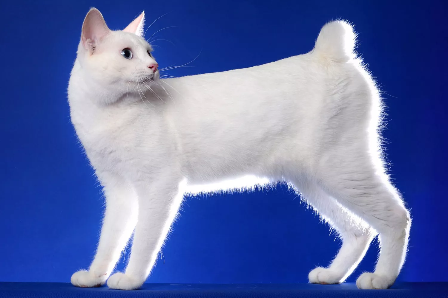 white japanese bobtail cat on blue background