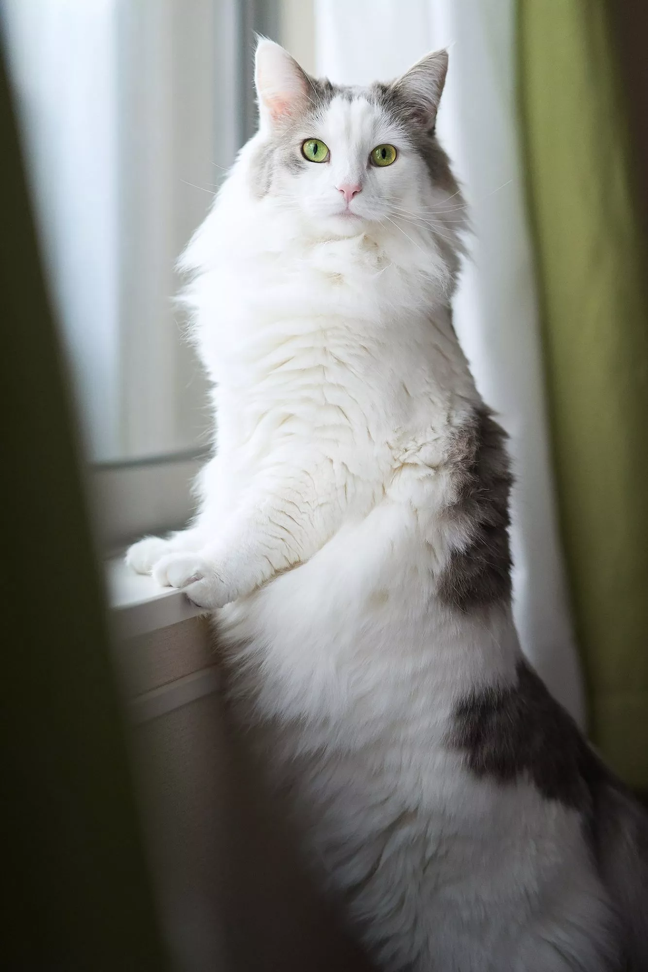 white norwegian forest cat standing by window on two feet