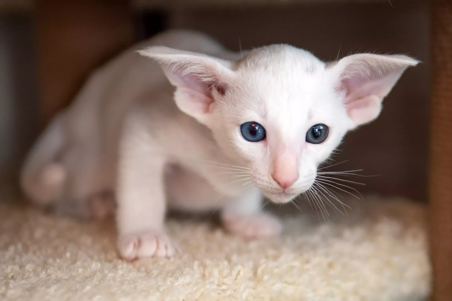 white oriental shorthair cat crouching under cat tree