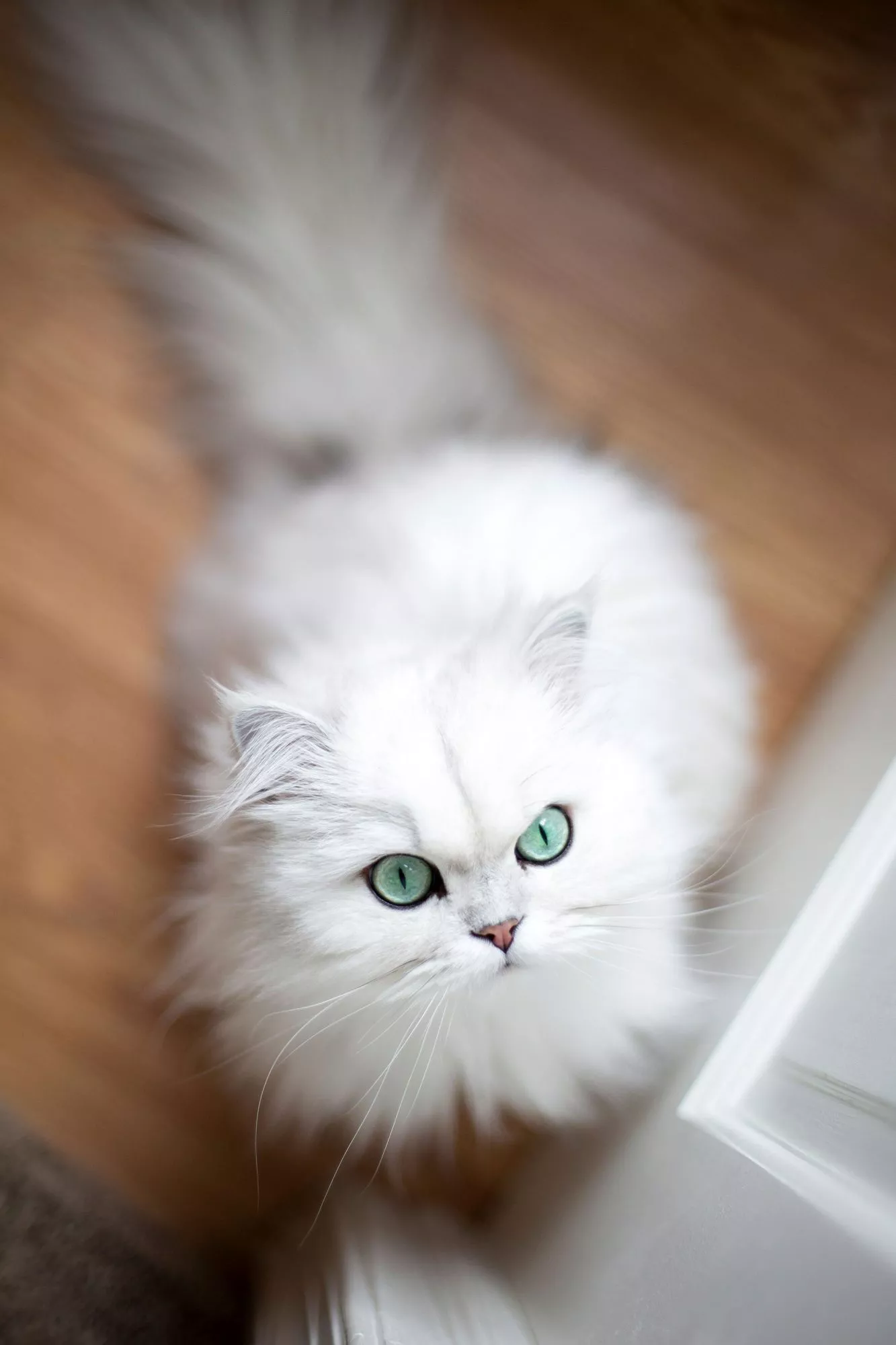 white persian with green eyes cat from above