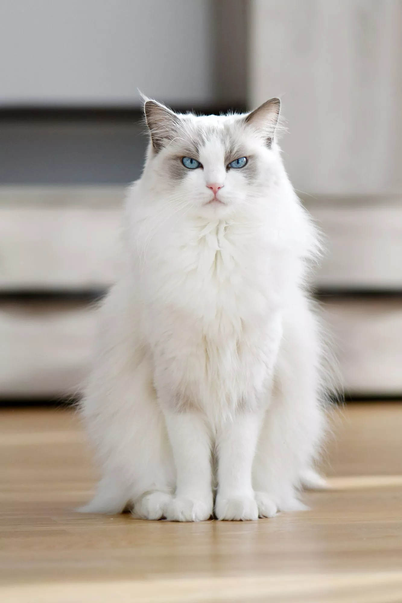 white ragdoll cat with blue eyes