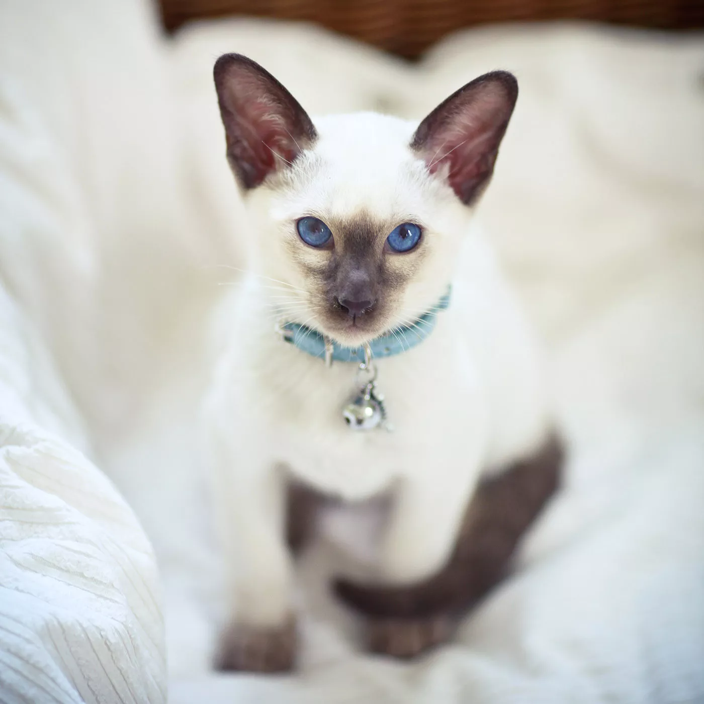 white siamese kitten with blue eyes