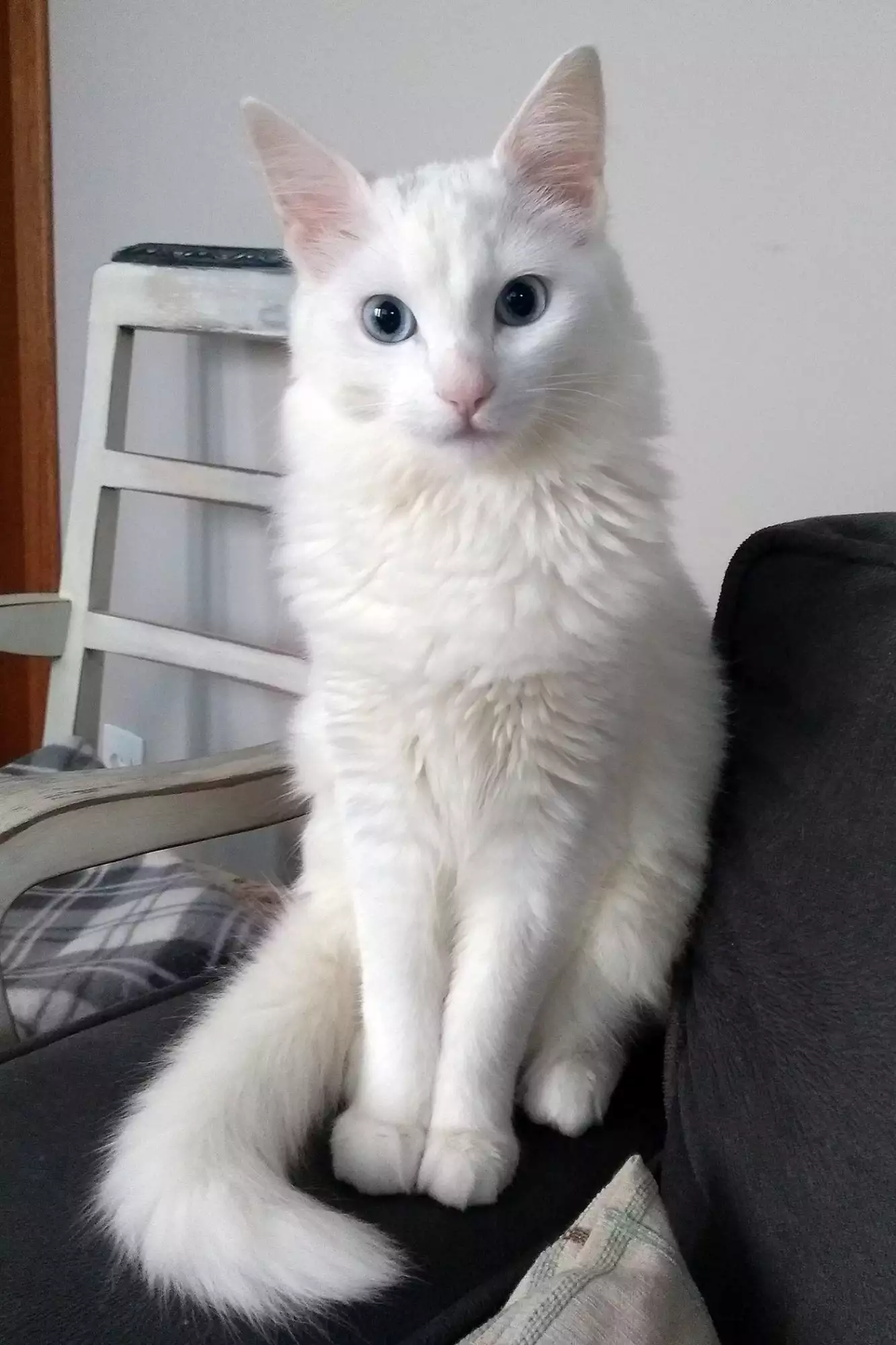 white turkish angora cat