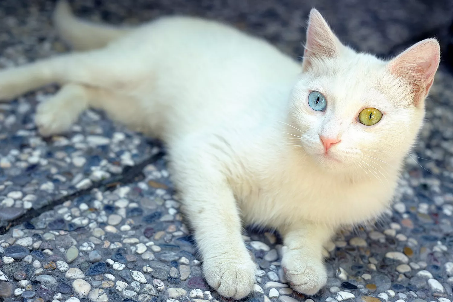 white turkish van cat with two different color eyes